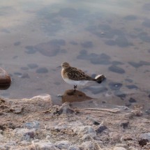 Bird on Laguna Chaxa